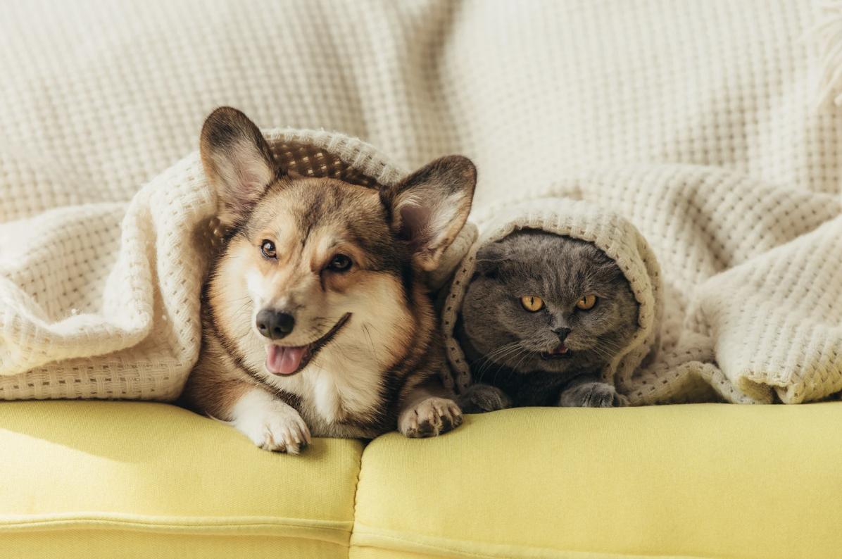 dog and cat under blanket