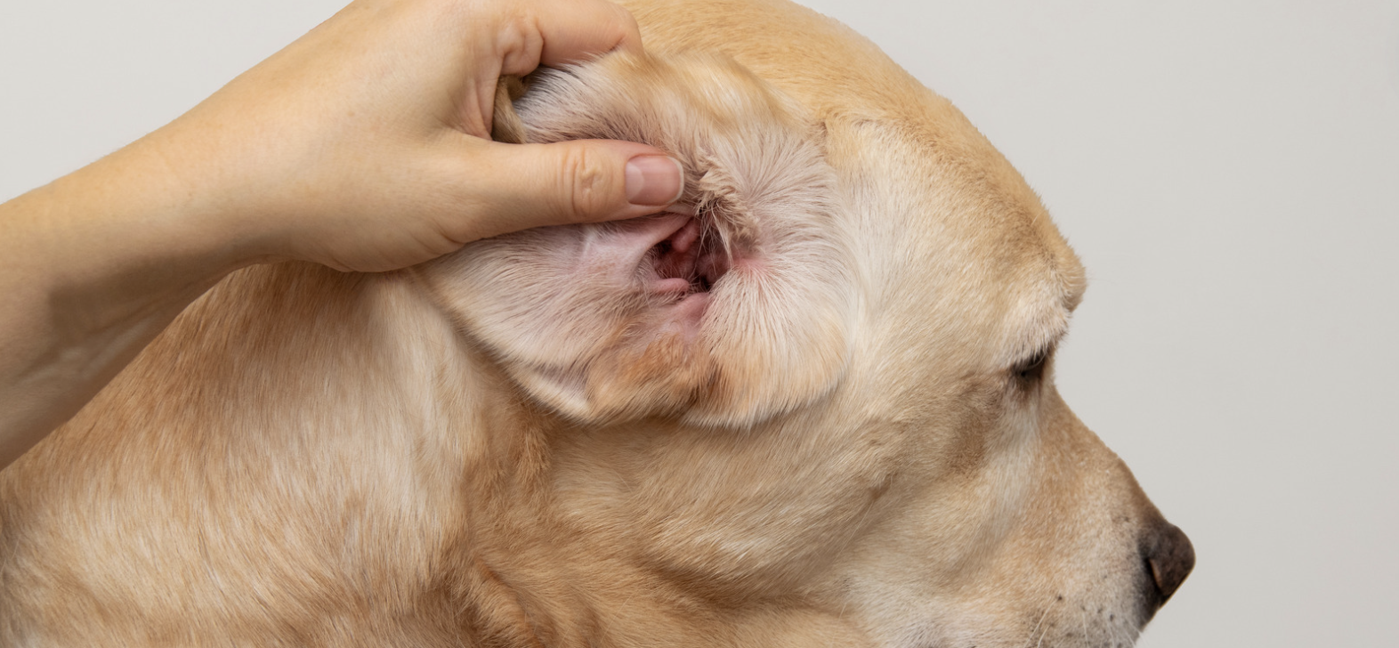 dog ear infections.