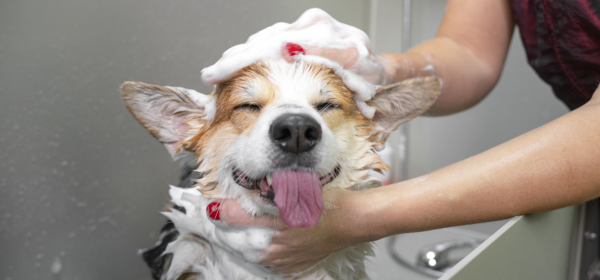 pet shampoo.