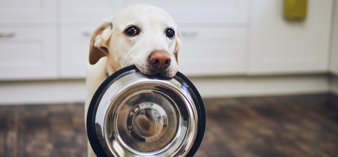Dog take bowl in mouth.