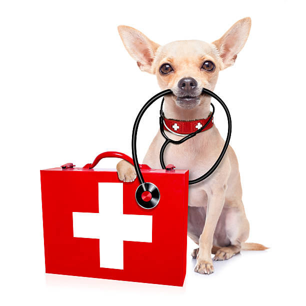 Veterinary First Aid Kit