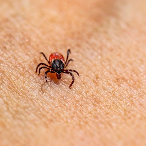 Tick Freezing