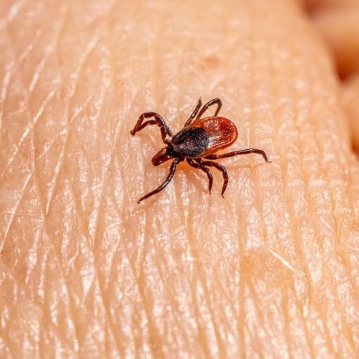 tick freezing aerosol