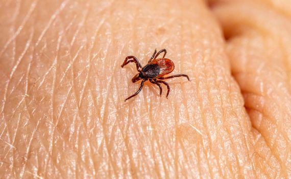 tick freezing aerosol