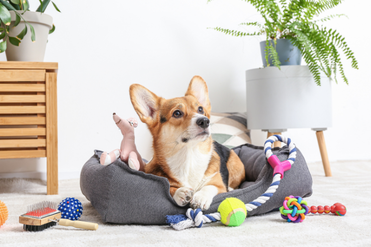 Pet Accessories