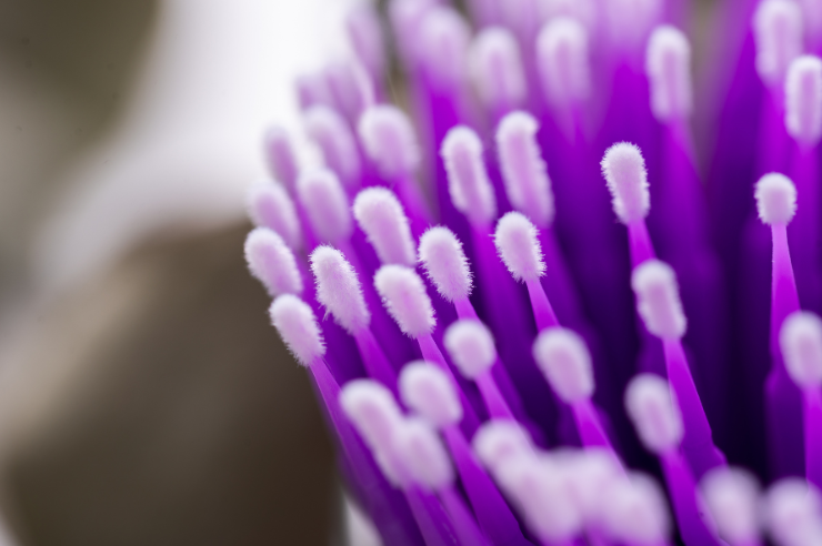 Applicator Brush