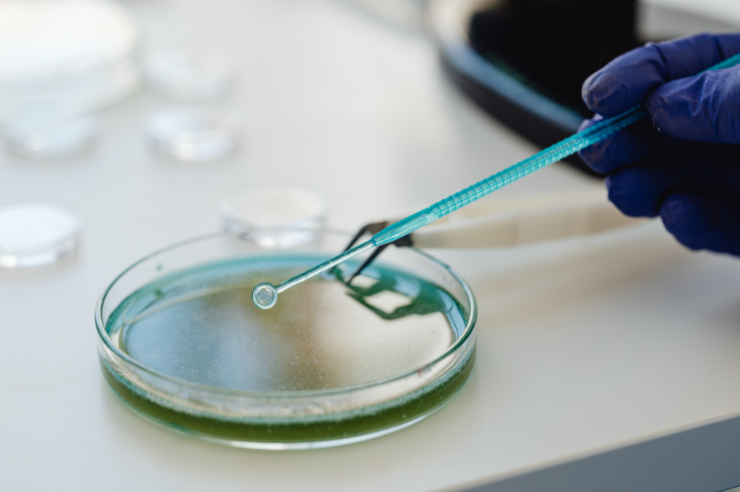 Petri Dishes