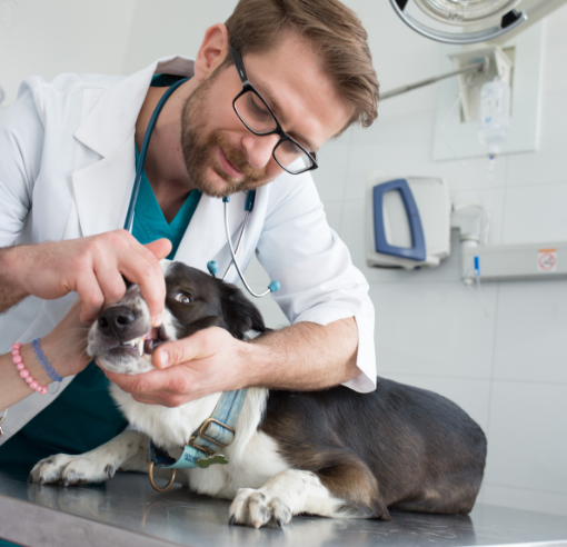 Veterinary Equipment