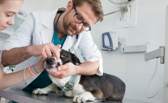 Veterinary Equipment