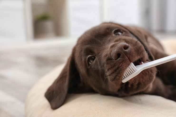 Pet Care Supplies
