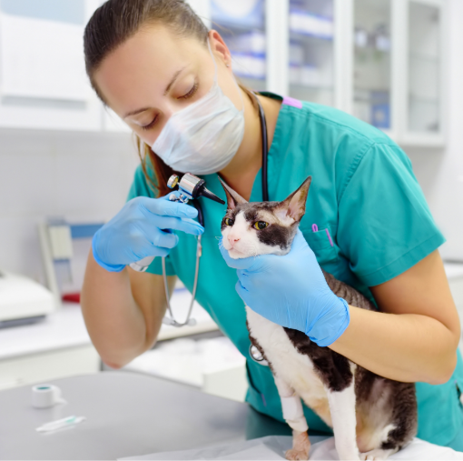 Veterinarian using an otoscope on a cat
