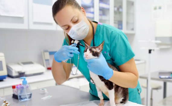 Veterinarian using an otoscope on a cat