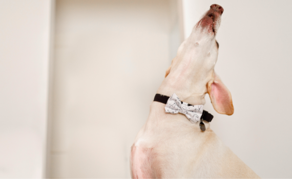 Dog barking in vet clinic