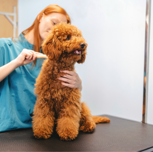 Veterinarian brushing a dog's fur
