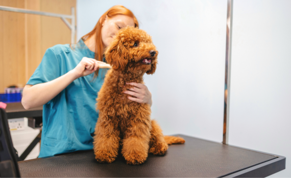 Veterinarian brushing a dog's fur