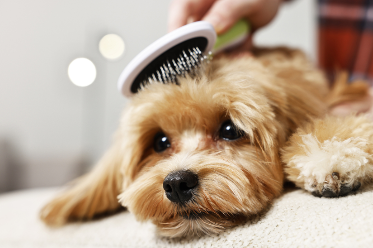 Pet Brush