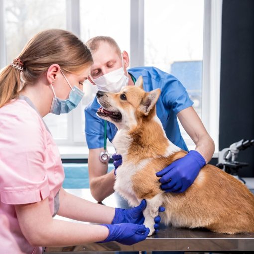 Veterinary Clinic