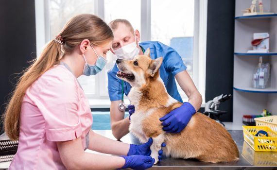 Veterinary Clinic