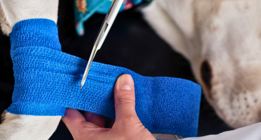 Dog's wrist being bandaged