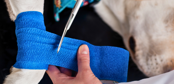 Dog's wrist being bandaged