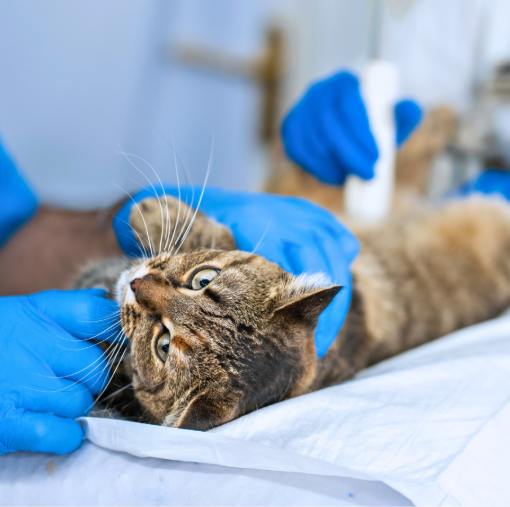 Cat being examined by two vets