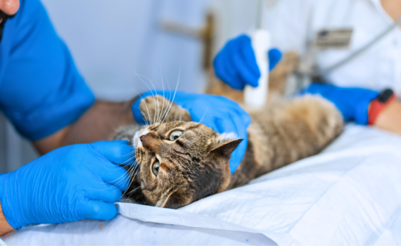 Cat being examined by two vets