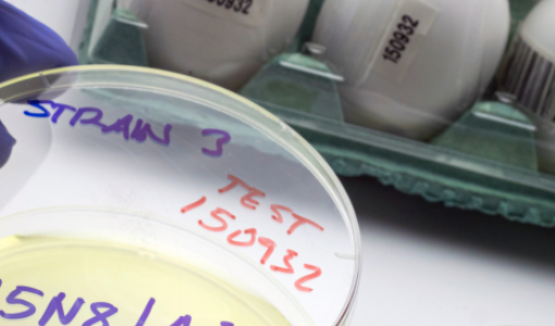 Close-up of H5N1 bird flu laboratory sample in a Petri dish