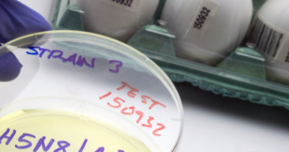 Close-up of H5N1 bird flu laboratory sample in a Petri dish