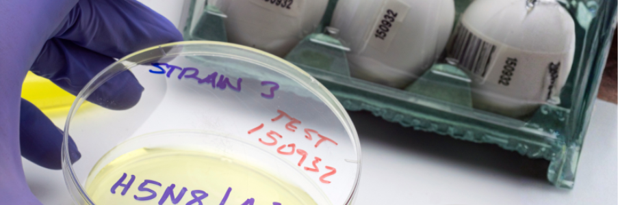 Close-up of H5N1 bird flu laboratory sample in a Petri dish