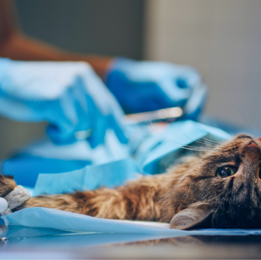 Unconscious cat being treated in surgical room