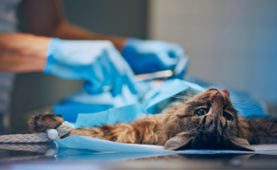 Unconscious cat being treated in surgical room